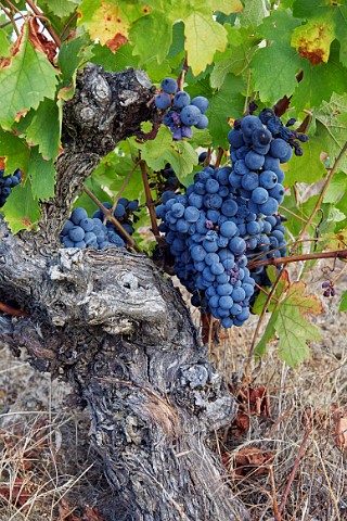 Juan Garca grapes on old vine in vineyard of Almaroja  Fermoselle Castilla y Len Spain Arribes