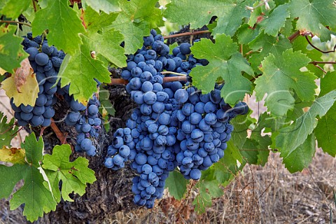 Juan Garca grapes in vineyard of Almaroja  Fermoselle Castilla y Len Spain Arribes