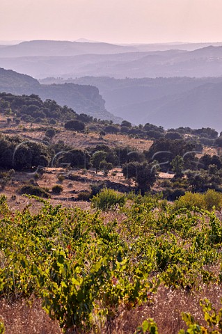 Old vines in vineyard of Almaroja with the Duero Valley and Portugal in distance  Fermoselle Castilla y Len Spain Arribes