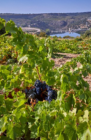 Old bush vines in vineyard of Almaroja above the Ro Duero and dam at Villalcampo Castilla y Len Spain Arribes