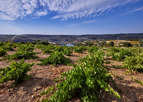 Old bush vines in vineyard of Almaroja above the Ro Duero and dam at Villalcampo Castilla y Len Spain Arribes