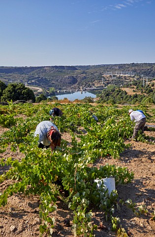 Picking grapes in old vineyard of Almaroja above the Ro Duero and dam at Villalcampo Castilla y Len Spain Arribes