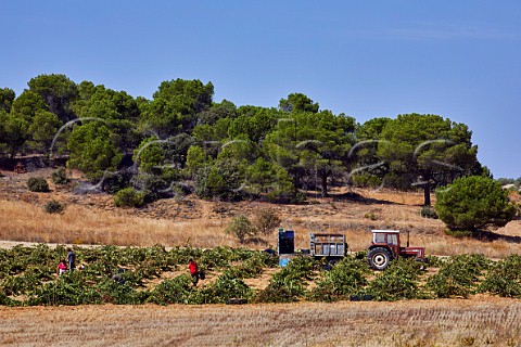 Picking Tinta de Toro grapes in vineyard at Venialbo  Castilla y Len Spain  Toro