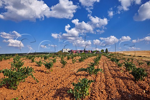 Bodegas Elias Mora and Tinta de Toro vineyard San Romn de Hornija Castilla y Len Spain  Toro