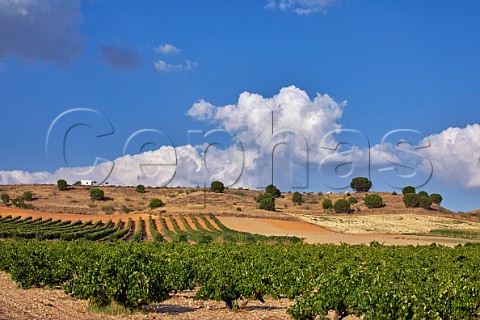 Tinta de Toro vineyard near Toro Castilla y Len Spain  Toro