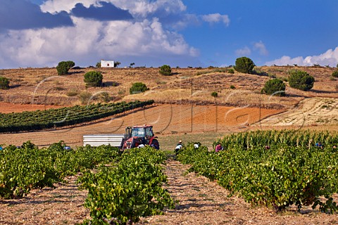 Picking Tinta de Toro grapes in vineyard near Toro Castilla y Len Spain  Toro