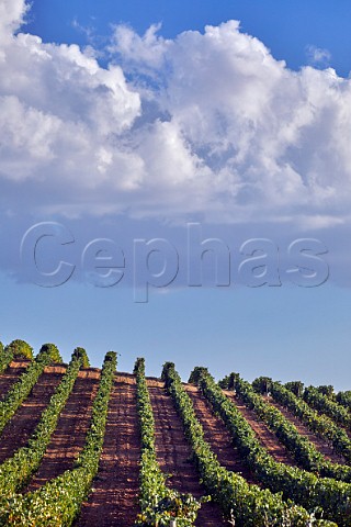 Tinta de Toro vineyard Valdefinjas near Toro Castilla y Len Spain  Toro