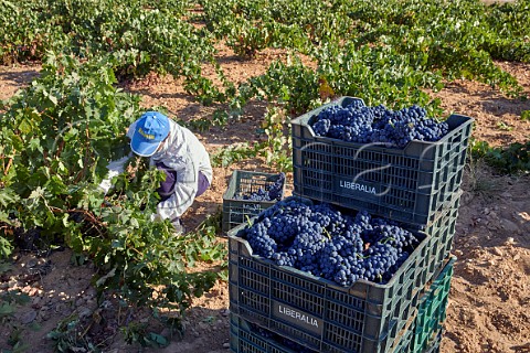 Picking Tinta de Toro grapes in vineyard of Bodega Liberalia Toro Castilla y Len Spain Toro