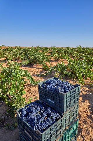 Picking Tinta de Toro grapes in vineyard of Bodega Liberalia Toro Castilla y Len Spain Toro