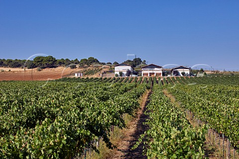 Bodegas Vetus viewed over its Tinta de Toro vineyard Villabuena del Puente Castilla y Len Spain Toro