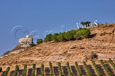 Vineyard of Vivaltus with the Castillo de Curiel beyond Near Peafiel Castilla y Len Spain  Ribera del Duero
