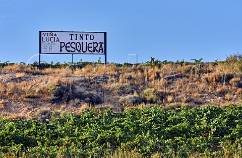 Via Lucia vineyard of Alejandro Fernndez at Pesquera de Duero Castilla y Len Spain  Ribera del Duero