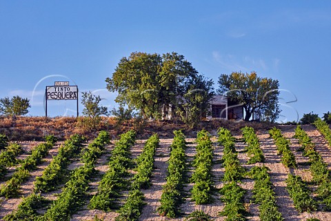 Via Alta vineyard of Alejandro Fernndez at Pesquera de Duero Castilla y Len Spain  Ribera del Duero