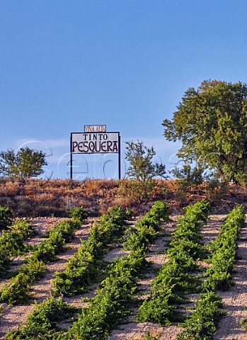 Via Alta vineyard of Alejandro Fernndez at Pesquera de Duero Castilla y Len Spain  Ribera del Duero