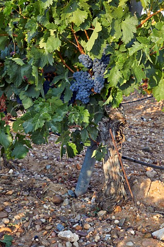 Tinto Fino vines on gravel soil  Pesquera de Duero Castilla y Len Spain  Ribera del Duero