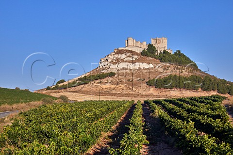Tinto Fino vineyard below the Castillo de Peafiel Peafiel Castilla y Len Spain  Ribera del Duero