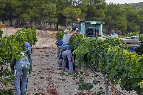 Picking Tinto Fino grapes in vineyard of Pago de Carraovejas Peafiel Castilla y Len Spain  Ribera del Duero