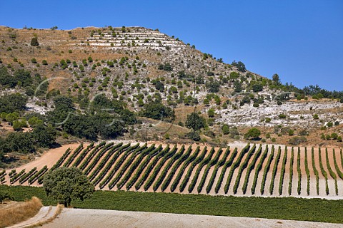 Vineyard of Bodegas Aalto on limestone soil Quintanilla de Arriba Castilla y Len Spain Ribera del Duero