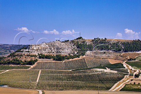 Vineyards of Pago de Carraovejas on limestone soil Peafiel Castilla y Len Spain  Ribera del Duero