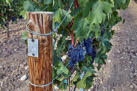 Tinto Fino grapes in vineyard of Pago de Carraovejas Peafiel Castilla y Len Spain  Ribera del Duero