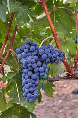 Tinto Fino grapes in vineyard of Pago de Carraovejas Peafiel Castilla y Len Spain  Ribera del Duero