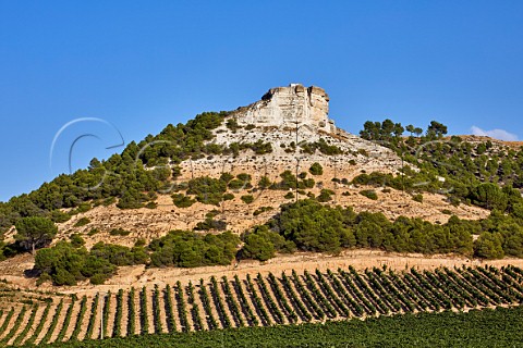 Vineyards of Pago de Carraovejas below limestone rock Peafiel Castilla y Len Spain  Ribera del Duero