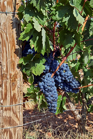Tempranillo grapes in vineyard of Bodega Valdelosfrailes Cubillas de Santa Maria Castilla y Len Spain Cigales