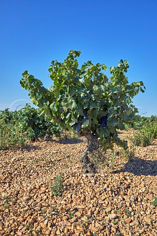 Old Tempranillo vines on stoney soil at Cubillas de Santa Maria Castilla y Len Spain Cigales
