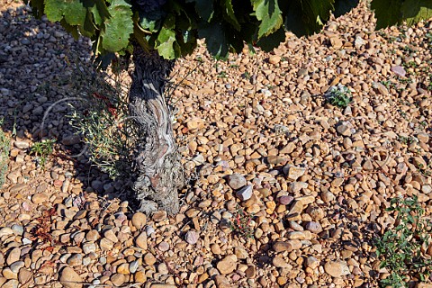 Old Tempranillo vine on stoney soil at Cubillas de Santa Maria Castilla y Len Spain Cigales