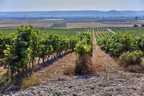 Tempranillo vineyard on stoney soil with the valley of the Ro Pisuerga in distance Cubillas de Santa Maria Castilla y Len Spain Cigales