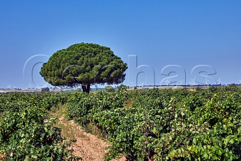 Tempranillo vineyard with wind turbines in distance Cubillas de Santa Maria Castilla y Len Spain Cigales