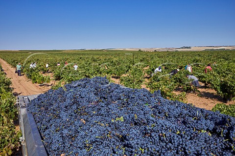 Harvesting Tempranillo grapes in vineyard of Vios M Gomez  Cubillas de Santa Maria Castilla y Len Spain Cigales