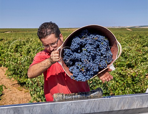 Harvesting Tempranillo grapes in vineyard of Vios M Gomez  Cubillas de Santa Maria Castilla y Len Spain Cigales