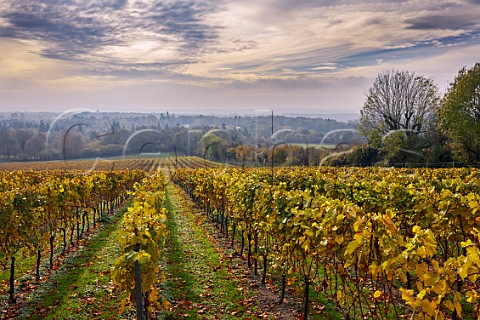 Autumnal Chardonnay vines of Greyfriars Vineyard  Puttenham Surrey England