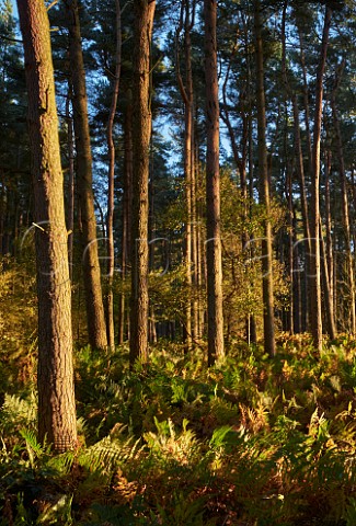 Pine trees and bracken on Leith Hill  Coldharbour Surrey England