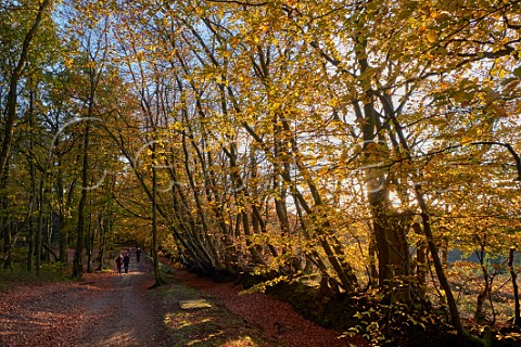 Walkers on Byway Open To All Traffic at Leith Hill Coldharbour Surrey England