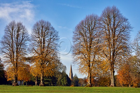 Autumnal trees on Denbies Estate with the spire of St Barnabas Church beyond Ranmore Common Surrey England