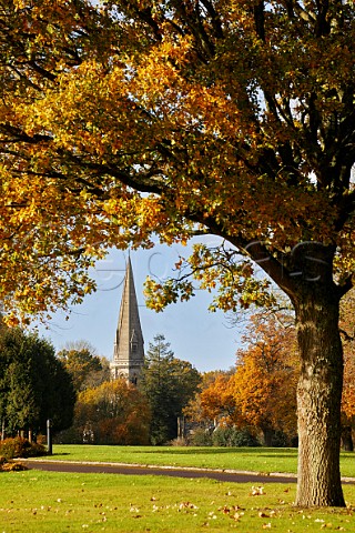 Autumnal Oak Tree on Denbies Estate with the spire of St Barnabas Church beyond Ranmore Common Surrey England