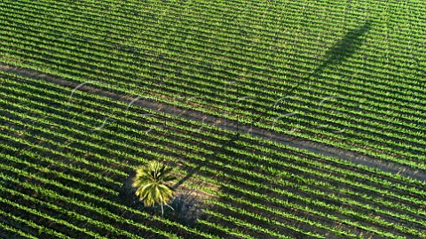 Cabernet Sauvignon vines in La Palmera vineyard of Via la Rosa Cachapoal Valley Chile Rapel