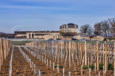 New vineyard in winter at Chteau Soutard  Saintmilion Gironde France Stmilion  Bordeaux