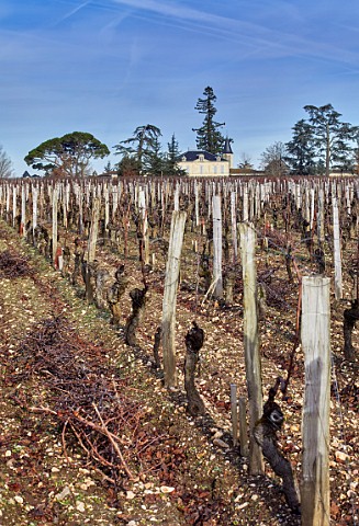 Pruned Cabernet Franc vineyard at Chteau Cheval Blanc Saintmilion Gironde France Stmilion  Bordeaux