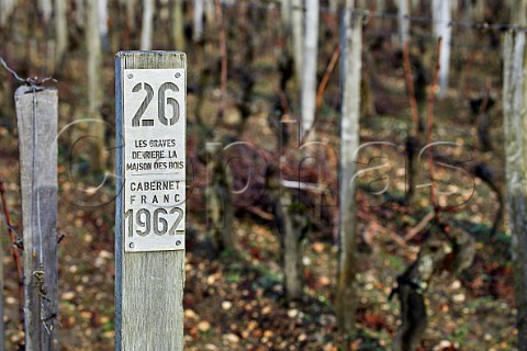 Cabernet Franc vineyard in winter planted in 1962 at Chteau Cheval Blanc Saintmilion Gironde France Stmilion  Bordeaux
