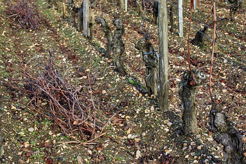 Pruned Cabernet Franc vineyard at Chteau Cheval Blanc Saintmilion Gironde France Stmilion  Bordeaux