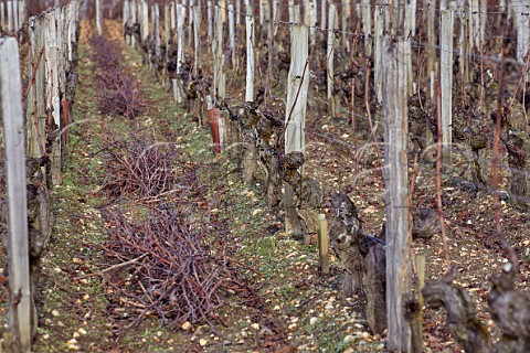 Pruned Cabernet Franc vineyard at Chteau Cheval Blanc Saintmilion Gironde France Stmilion  Bordeaux