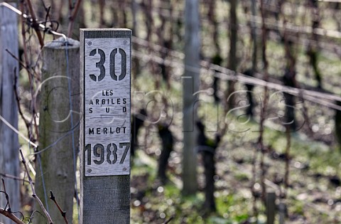Merlot vineyard in winter planted in 1987 at Chteau Cheval Blanc Saintmilion Gironde France Stmilion  Bordeaux