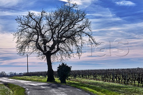 Tree by vineyard in winter Pomerol Gironde France  Pomerol  Bordeaux