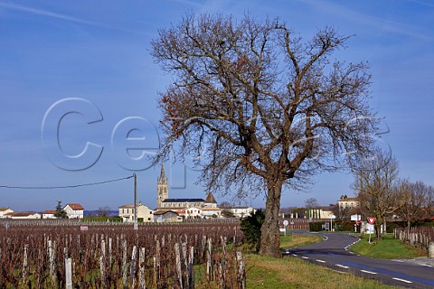 Tree by vineyard in winter at Pomerol Gironde France  Pomerol  Bordeaux