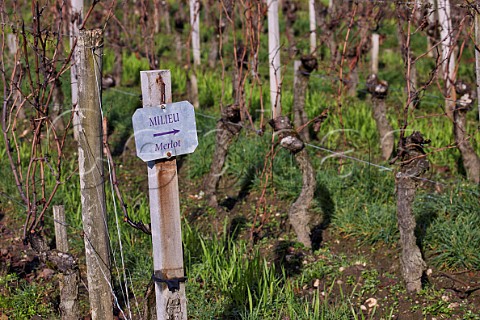 Sign for Merlot vines in Milieu vineyard of Chteau Cheval Blanc  Stmilion Gironde France  Saintmilion  Bordeaux