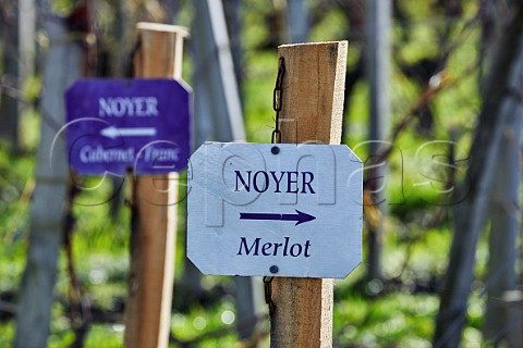 Signs for Cabernet Franc and Merlot vines in Noyer vineyard of Chteau Cheval Blanc  Stmilion Gironde France  Saintmilion  Bordeaux