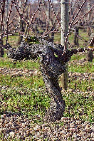 Old vines in winter in the gravel soil of Chteau Lafleur Pomerol Gironde France  Pomerol  Bordeaux